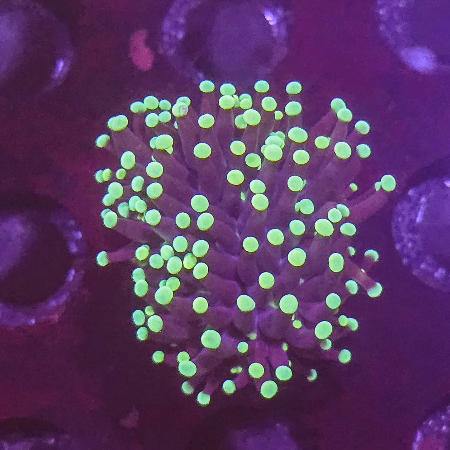 Atomic Rasta torch coral single head