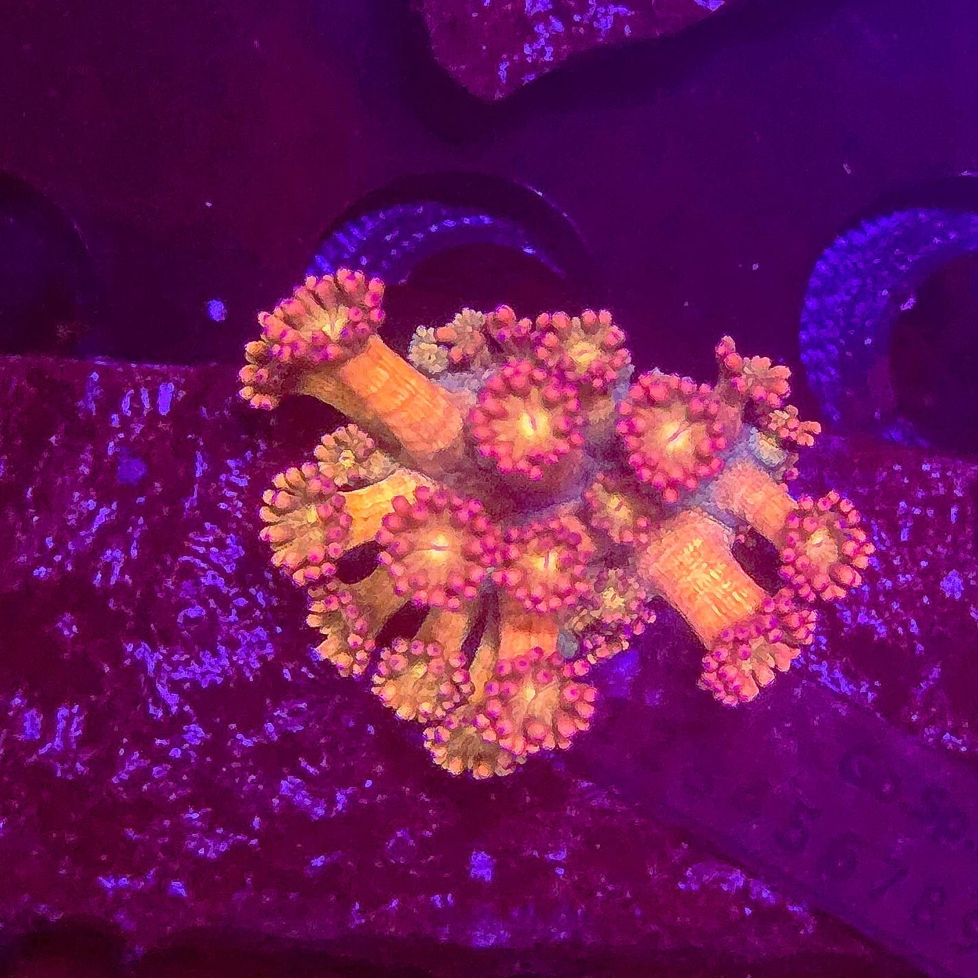 Master Grade Inferno Gonipora Frag
