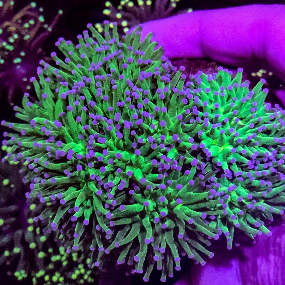 Ultra green Torch Coral Colony 8 heads +