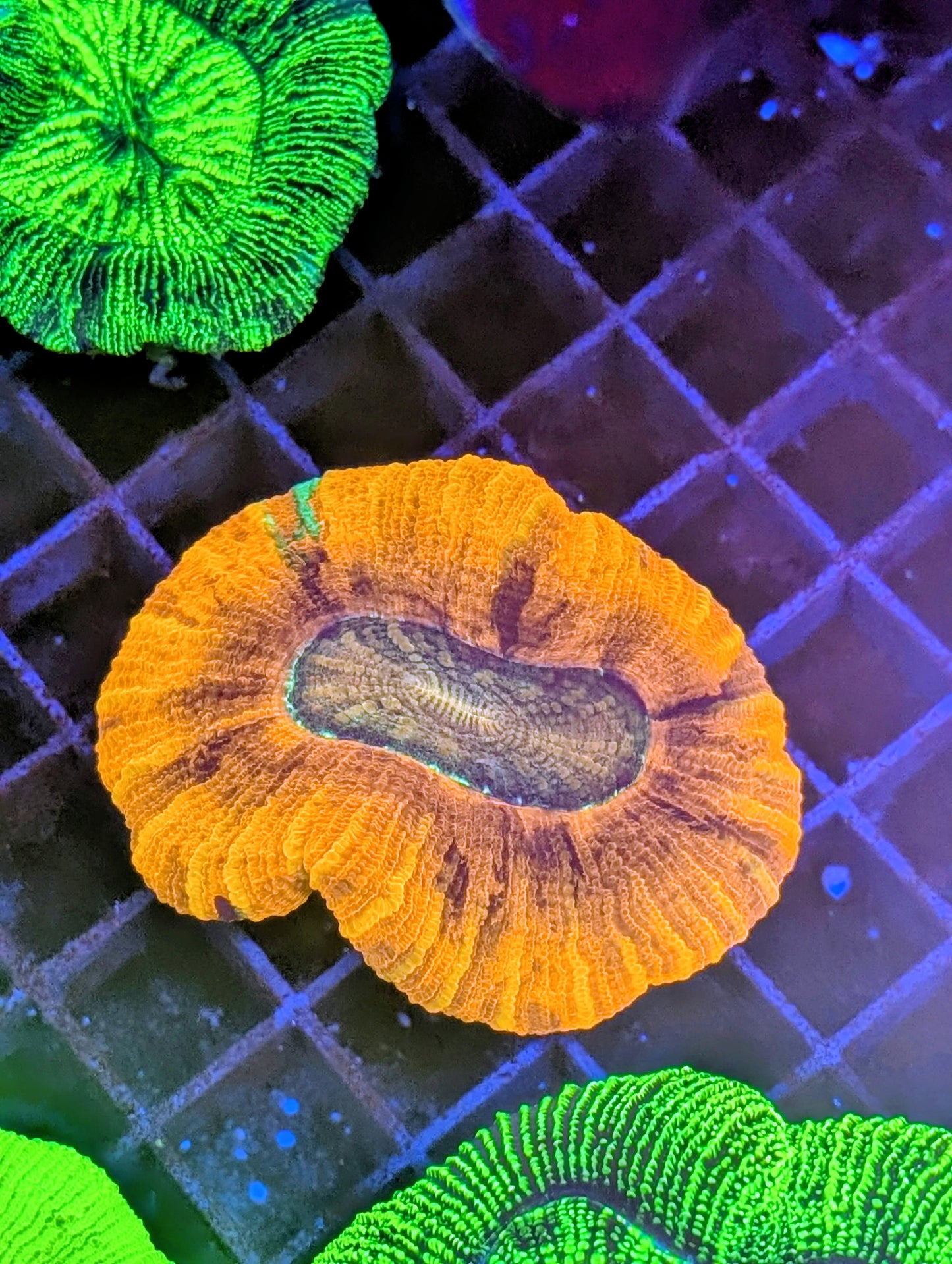Ultra Rainbow Trachyphyllia Geoffroyi