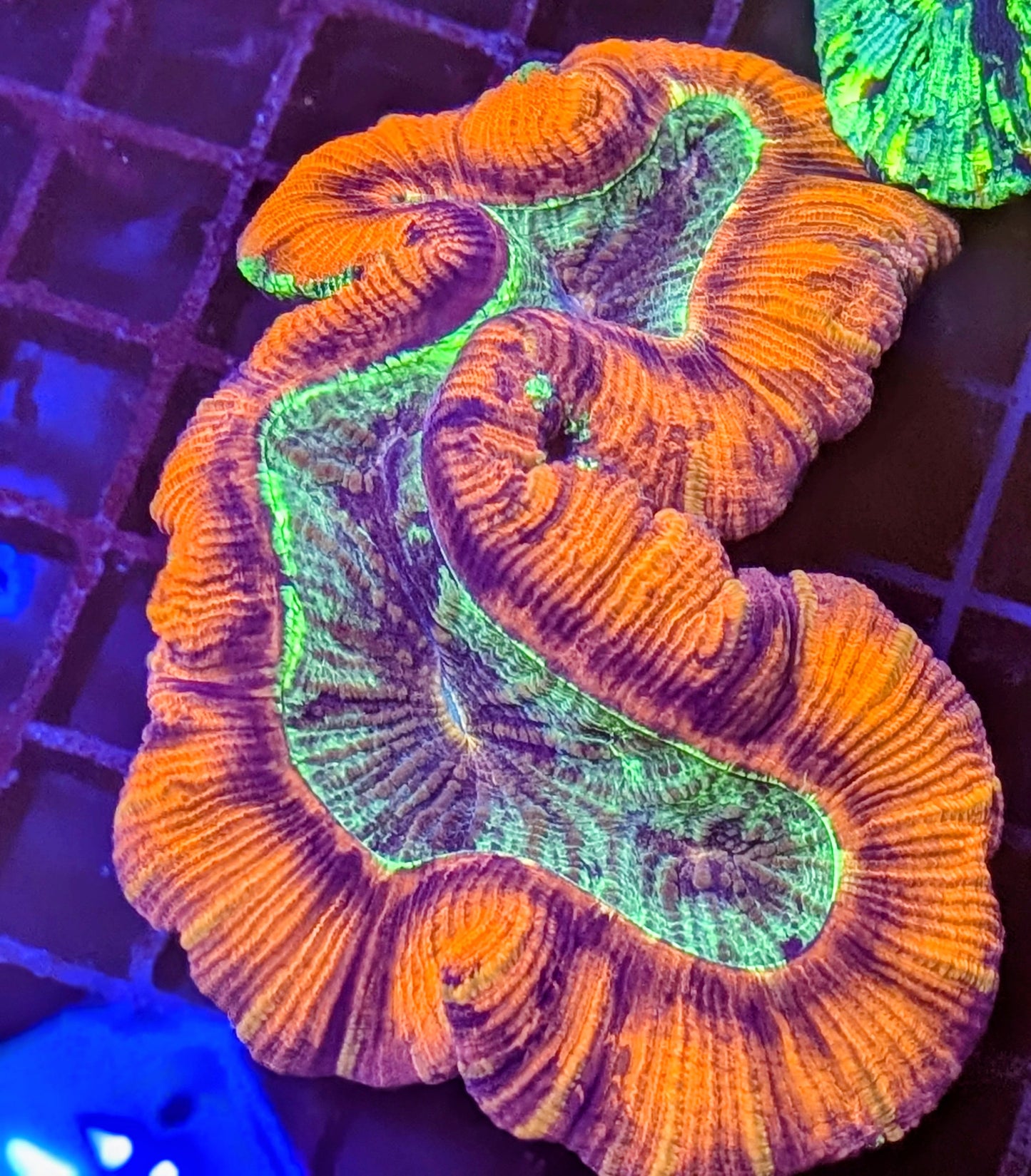 Rainbow Trachyphyllia - Premium Brain Coral