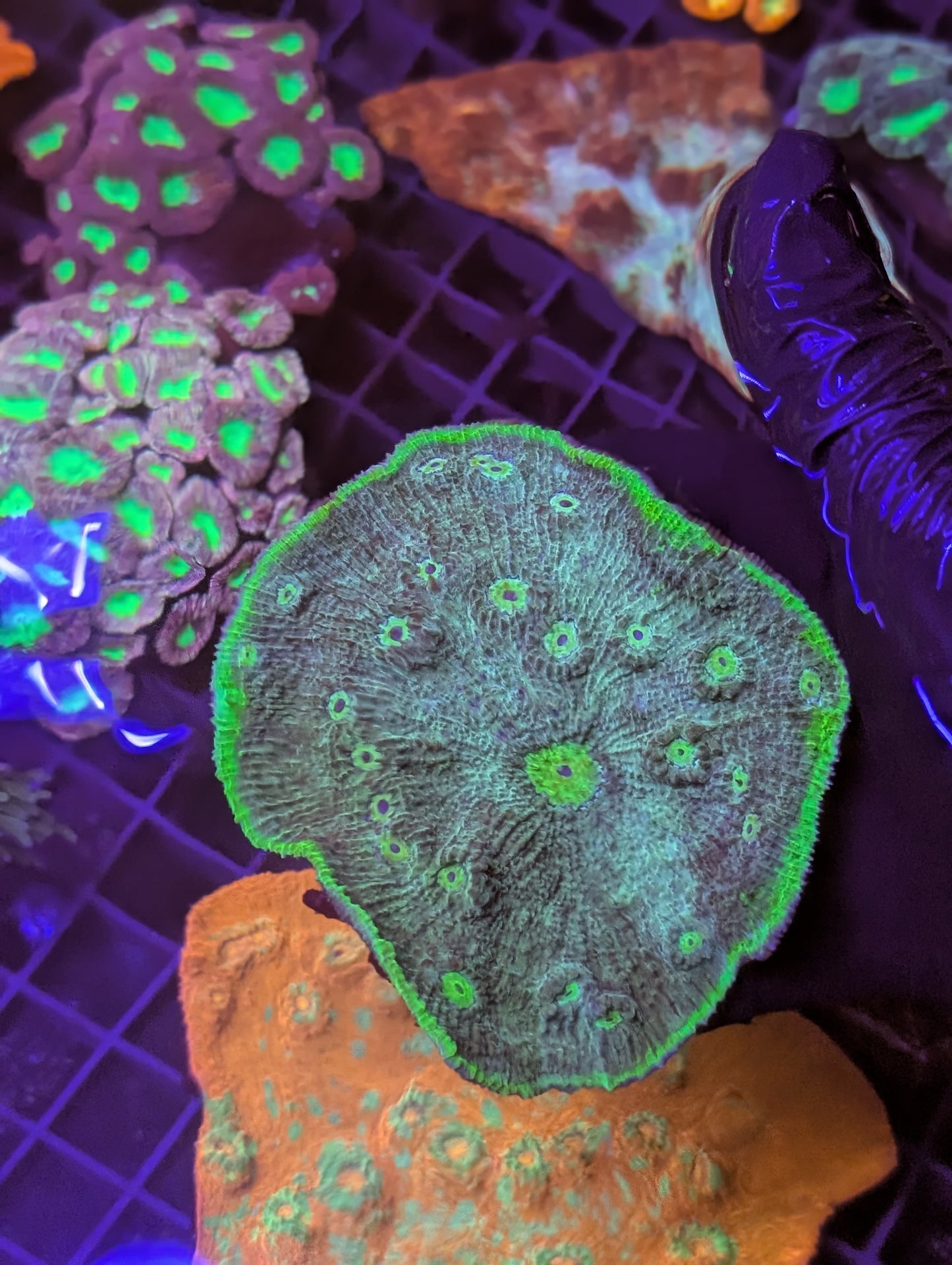 Ultra green large Australian chalice coral