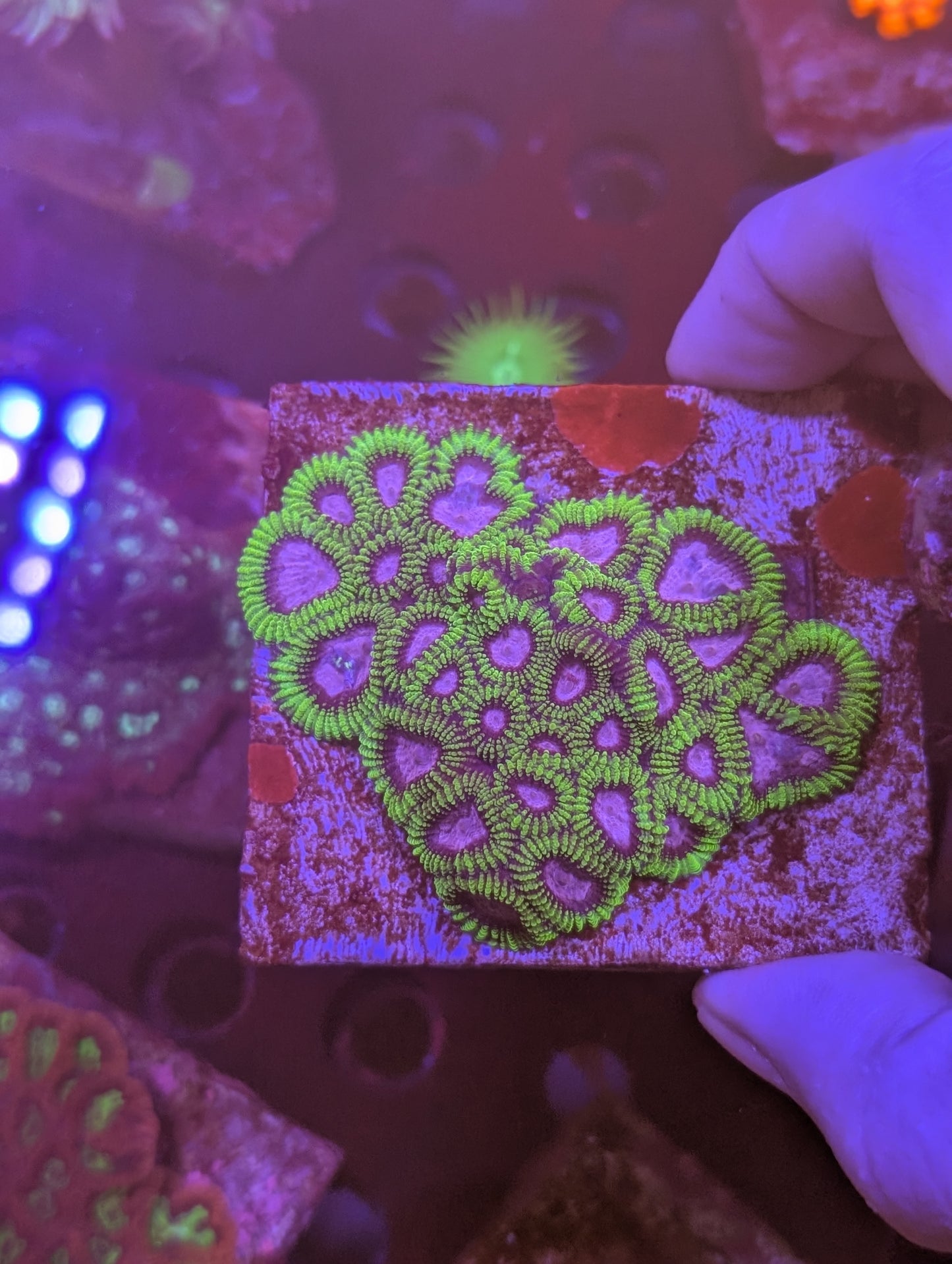 Ultra Favia Purple and Green mother colony Coral