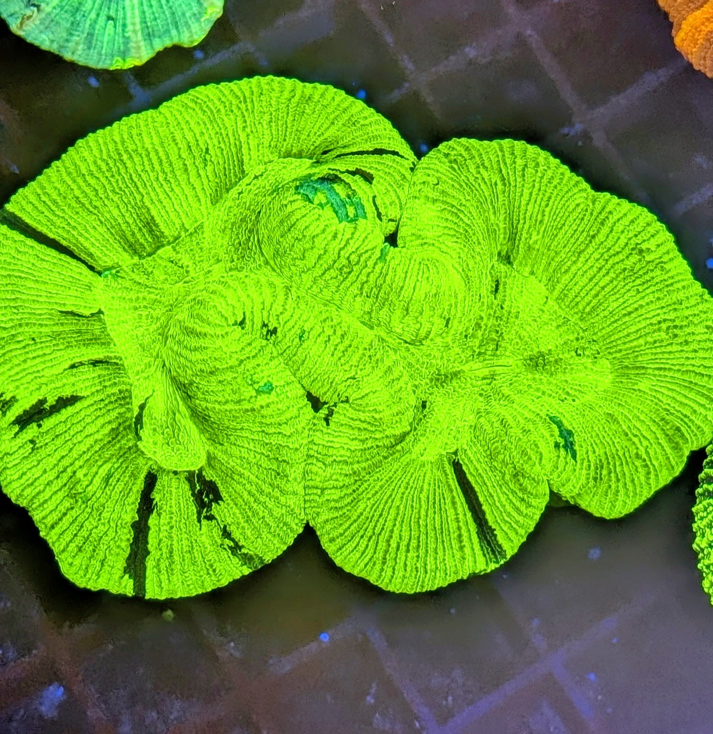 Ultra Neon Trachyphyllia Geoffroyi