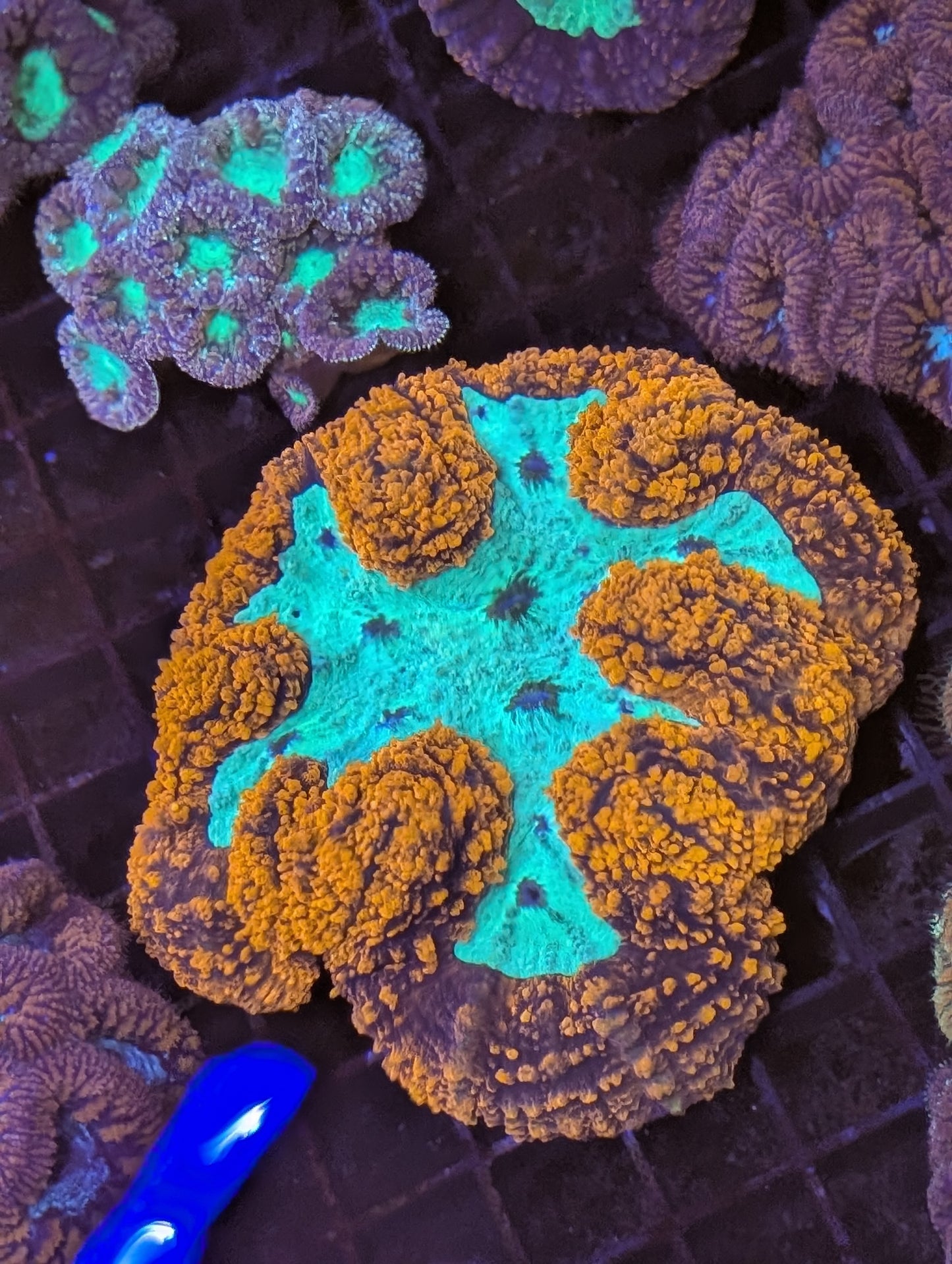 XL Large ultra orange and green lobo