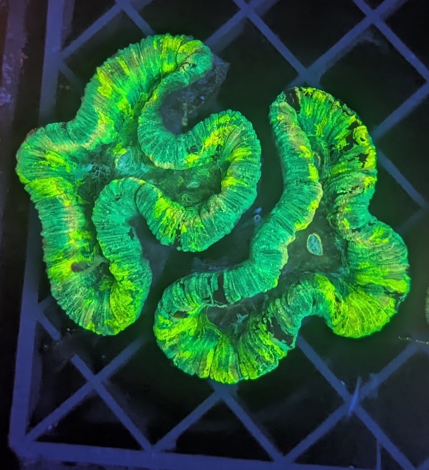 trachyphyllia geoffroyi ultra