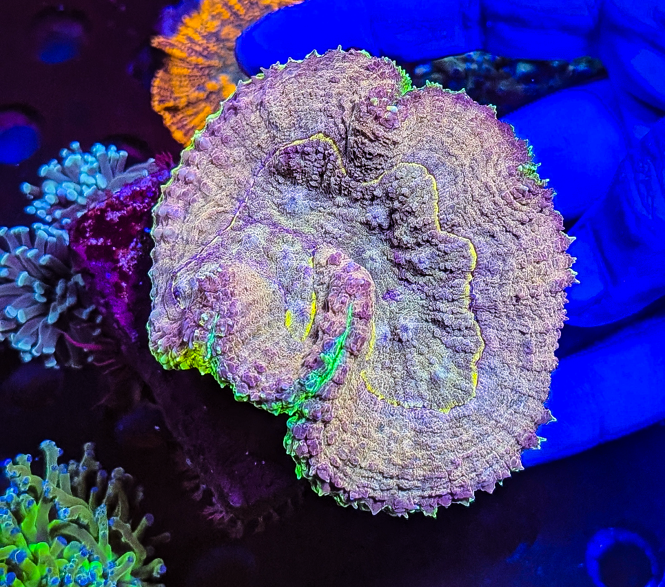 Gold and Green Symphillia Coral