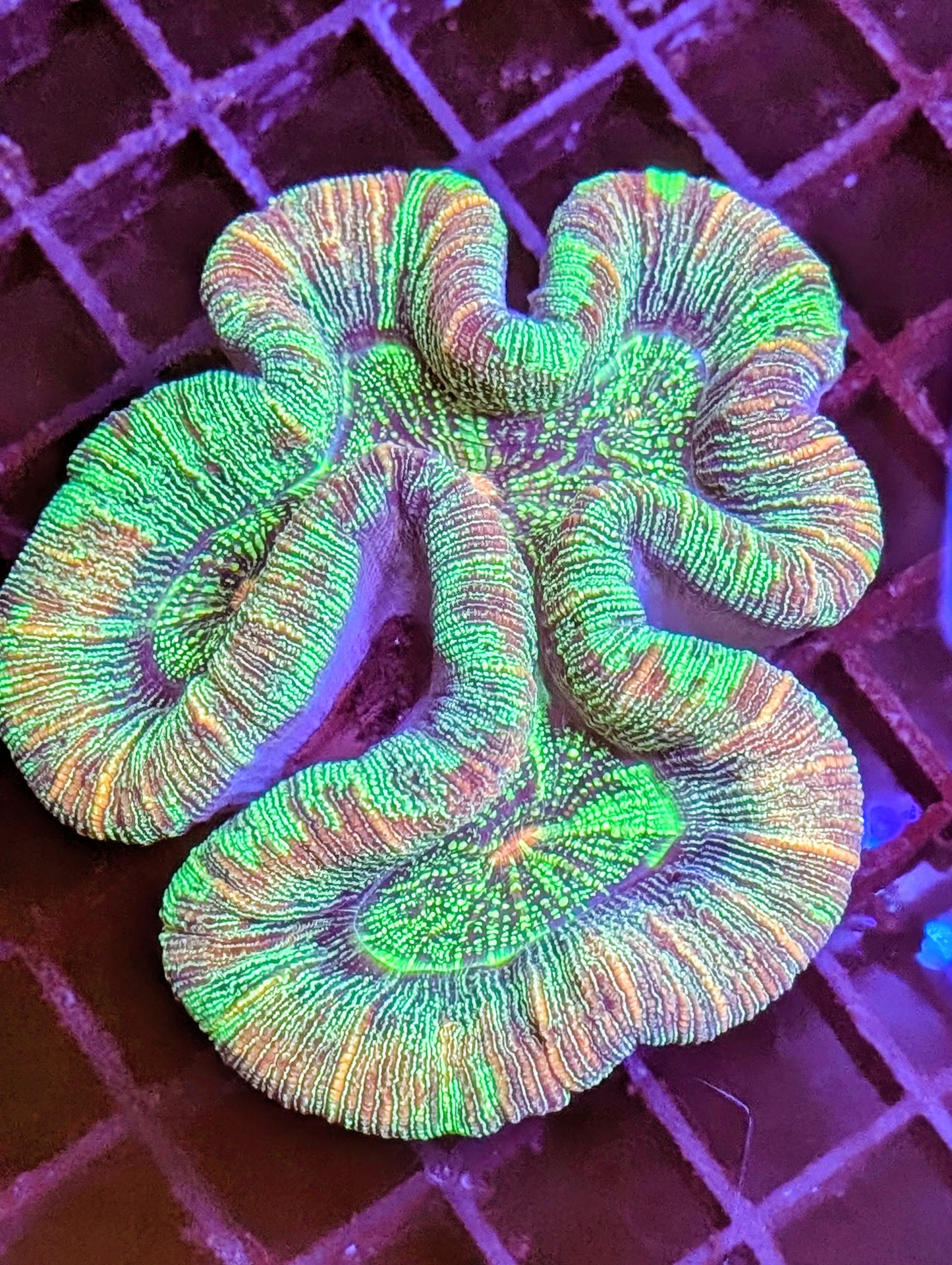 Trachyphyllia Geoffroyi Ultra Rainbow