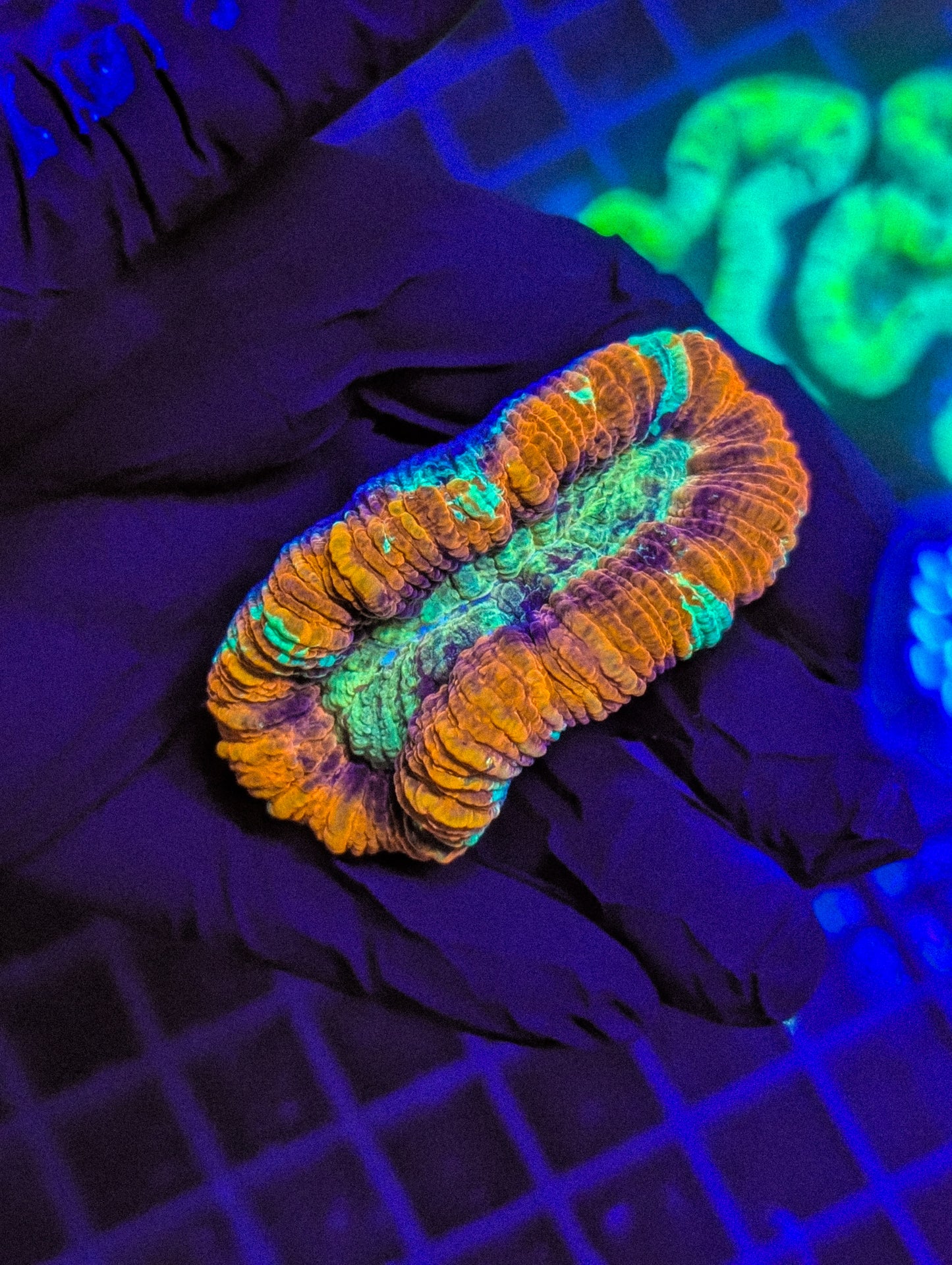 Ultra trachyphyllia geoffroyi