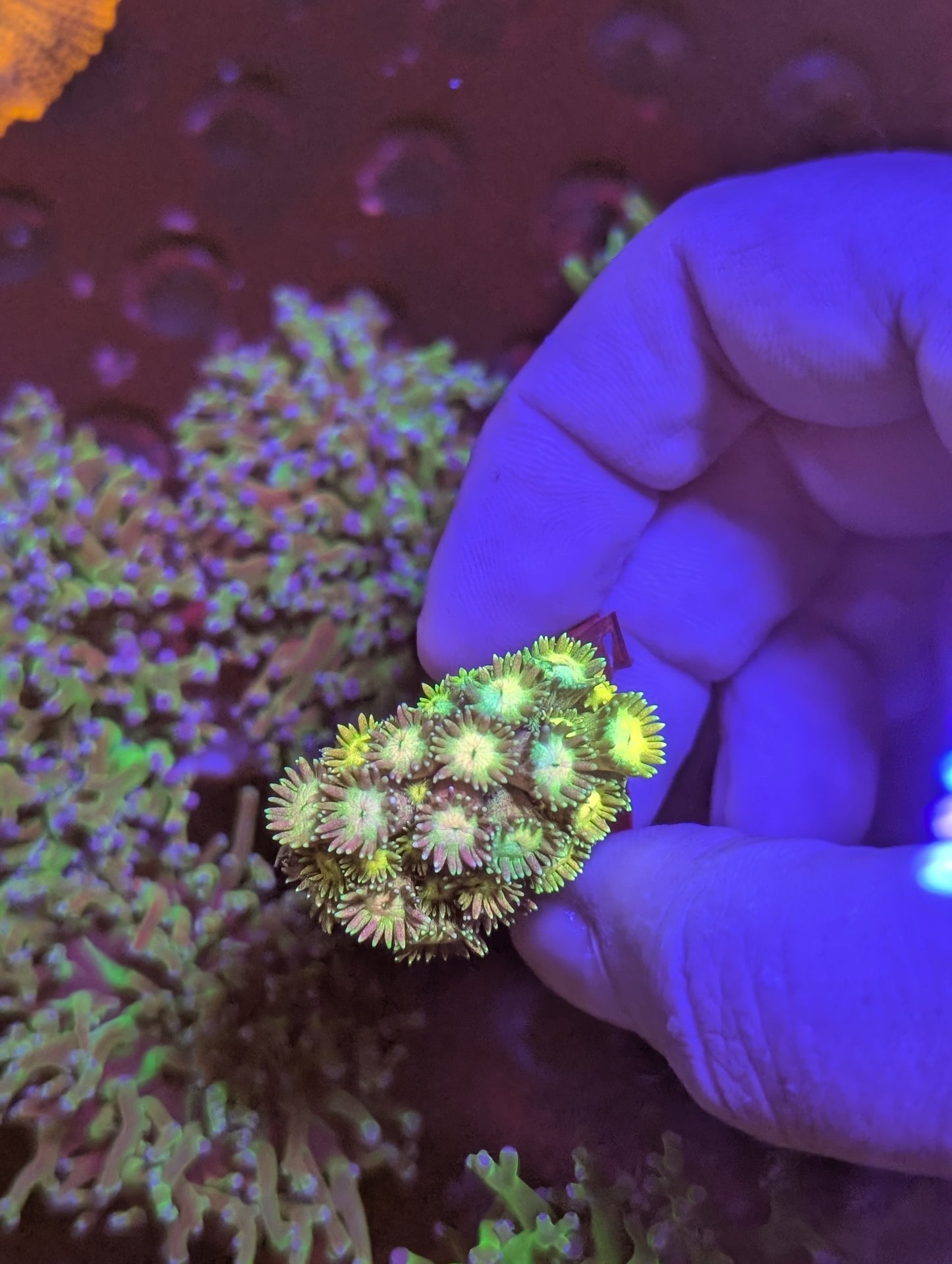 Grand master - sherbet lemon rainbow Gonipora frag
