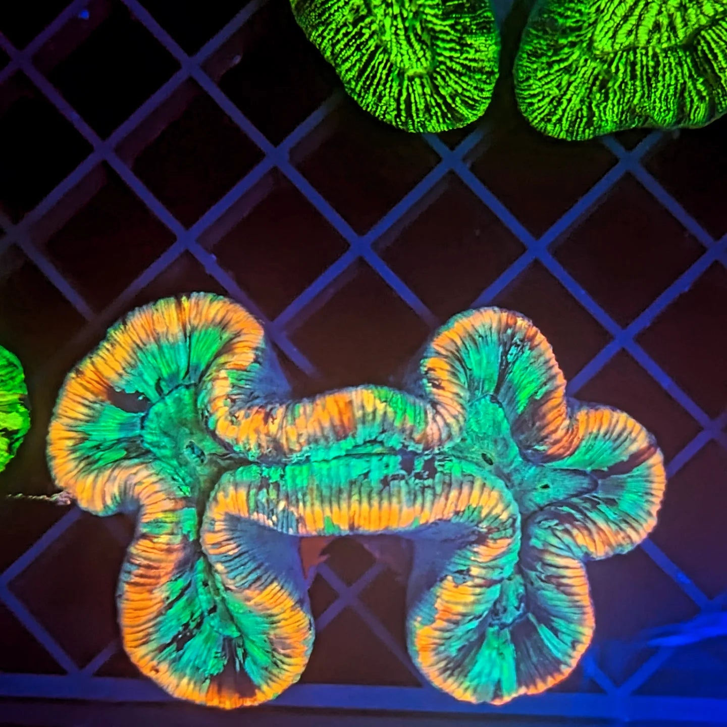 Rainbow trachyphyllia geoffroyi Ultra