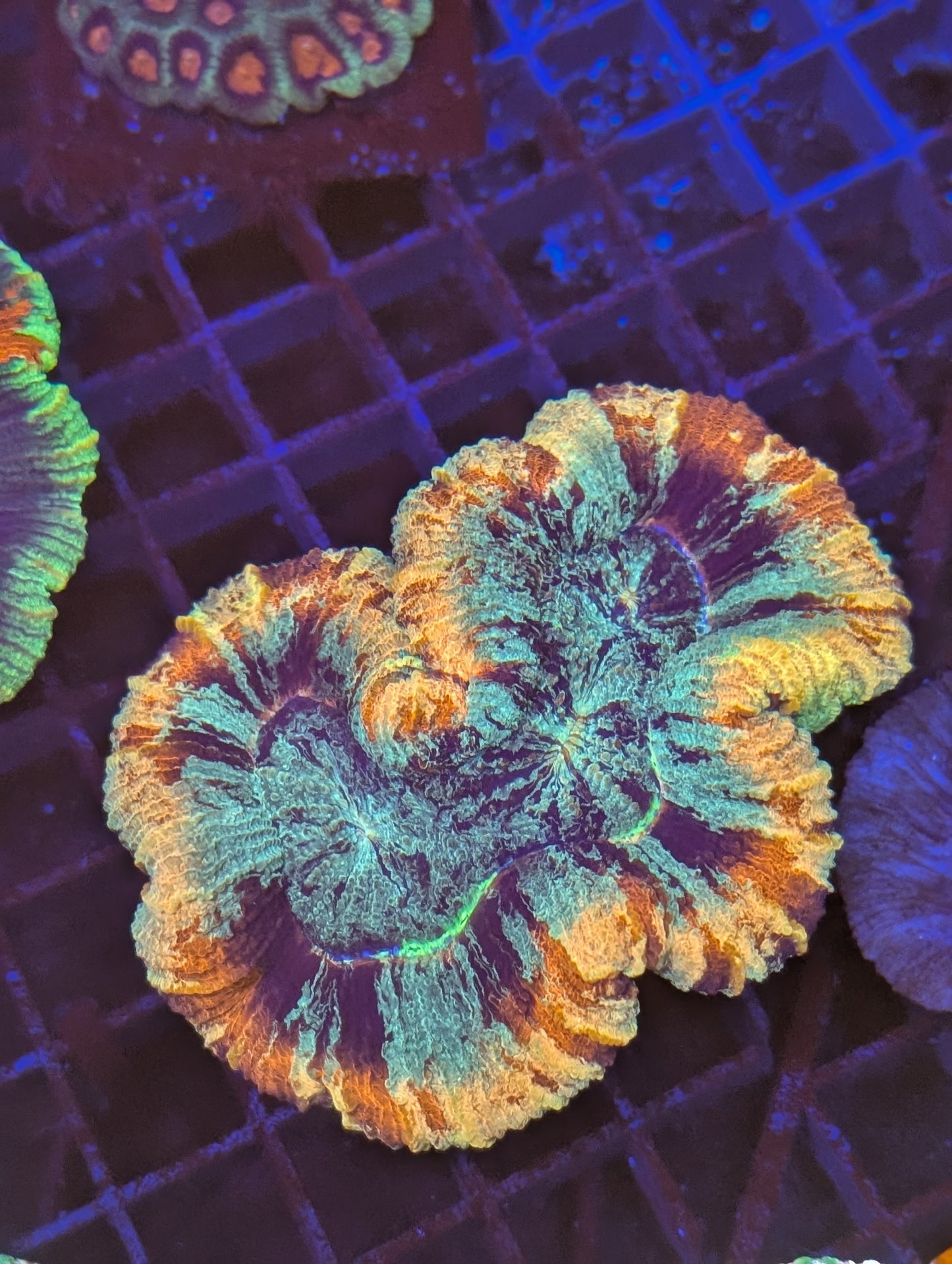 Rainbow trachyphyllia geoffroyi Ultra