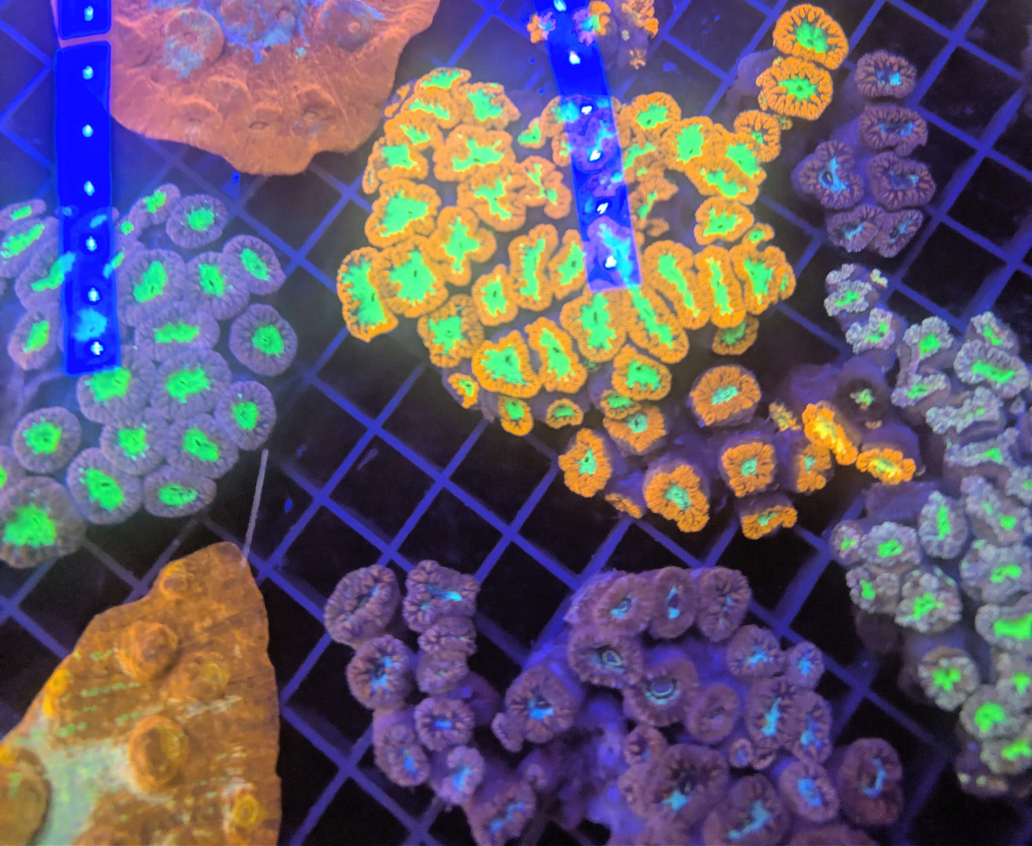 Blasto Coral / Blastomussa