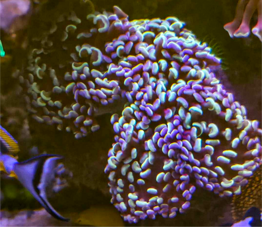 Large Walling hammer Coral- Purple and Gold