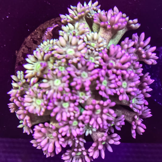 Master Grade Gonipora Frag  - Pink/purple haze