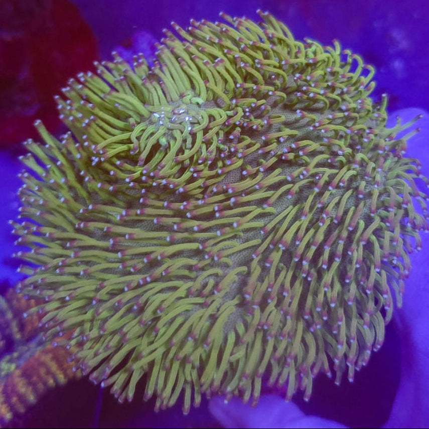 Large weeping willow Toadstool