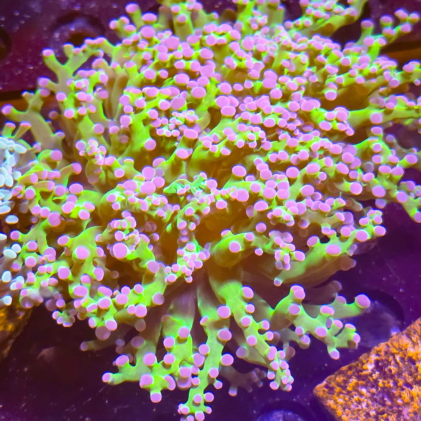 Buzz lightyear frogspawn coral big double head