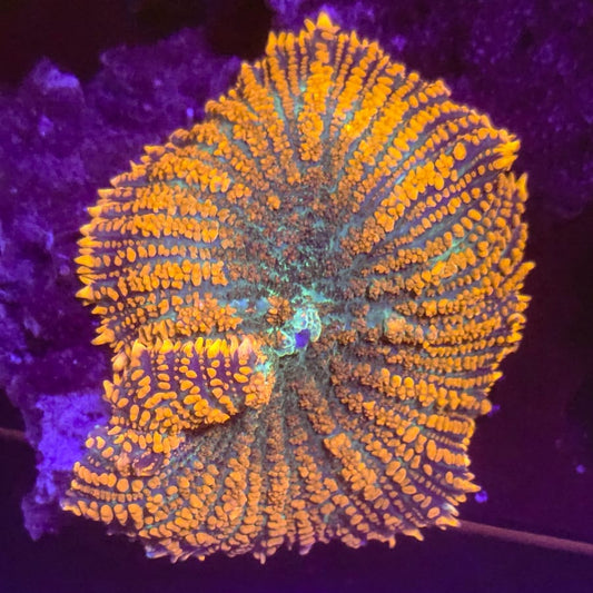 Large Forest Fire Mushroom