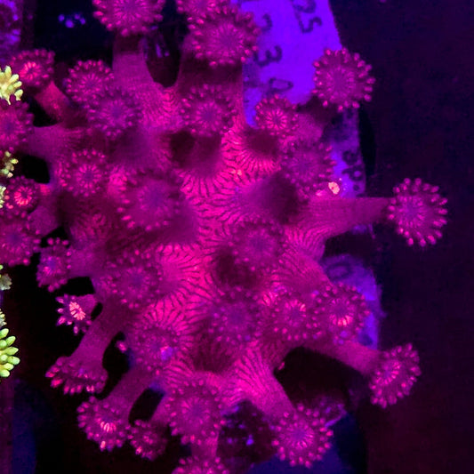 High end Pink Gonipora frag