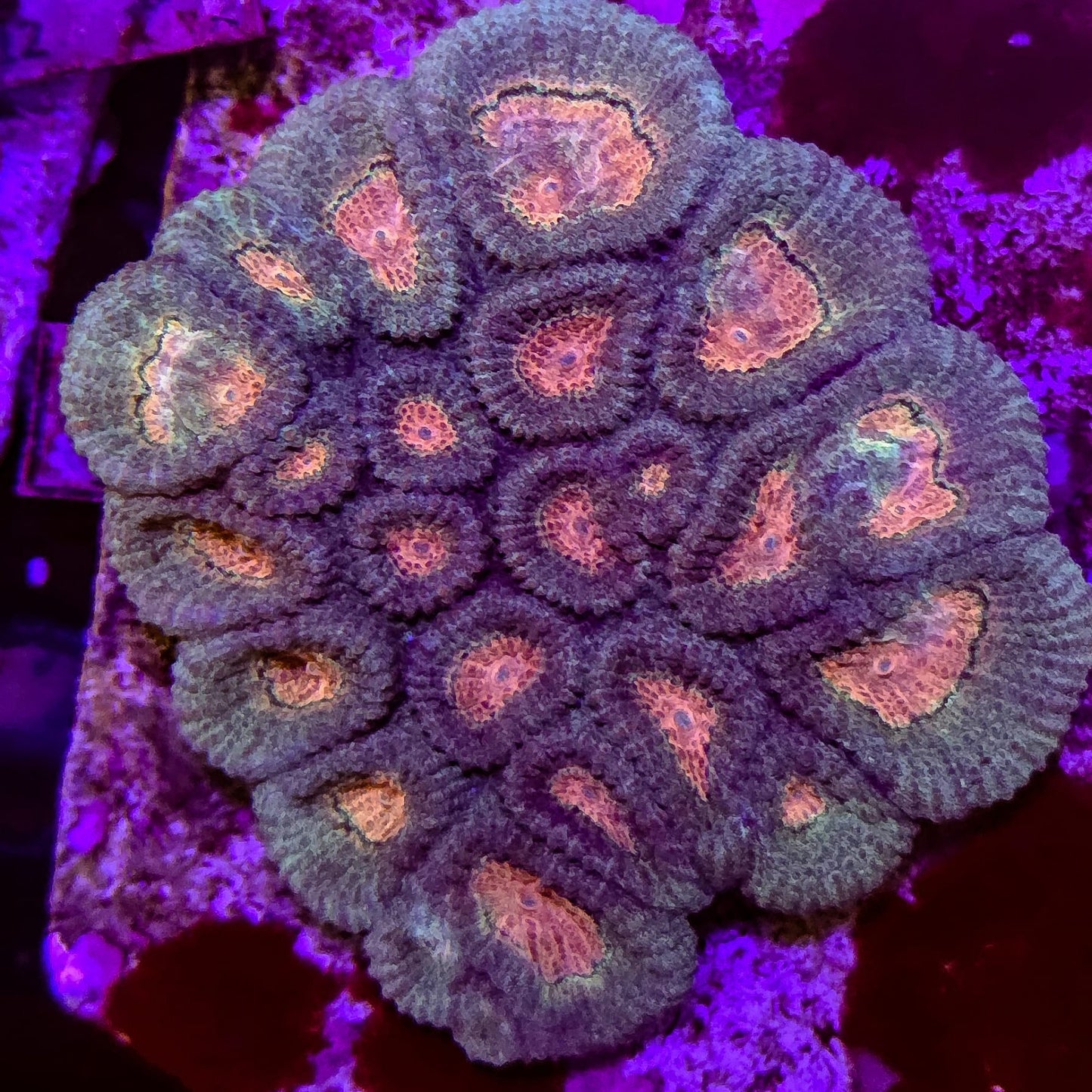 Beautiful pastel Favia mother colony