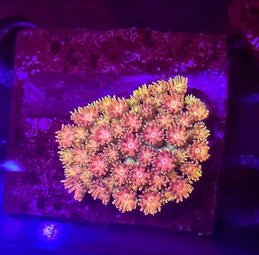 Master Grade  Pink sherbet Gonipora frag High End