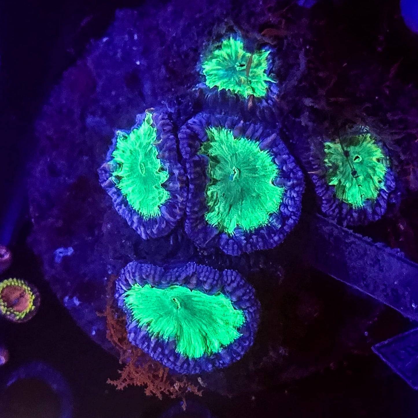 Blastomussa frag coral Blue and Green LPS