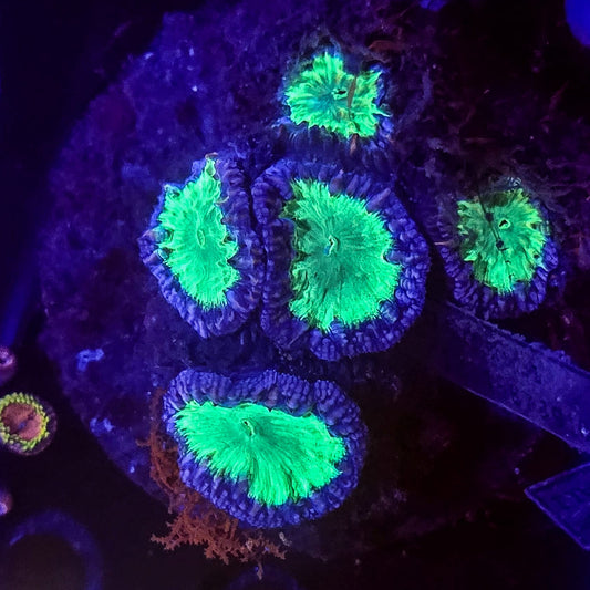 Blastomussa frag coral Blue and Green LPS