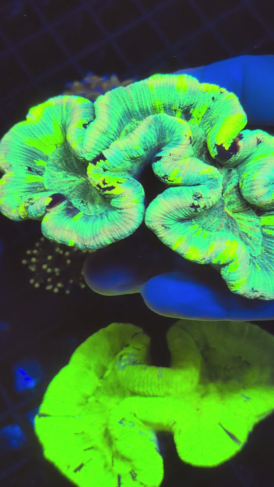 trachyphyllia geoffroyi Ultra