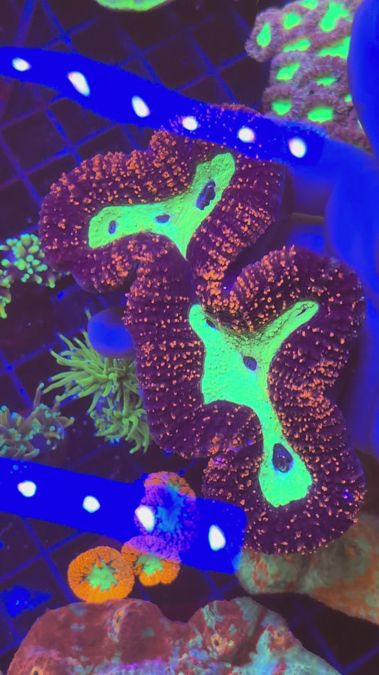 Large Orange & Green Lobophyllia - Ultra LPS Coral | Deep Blue North East