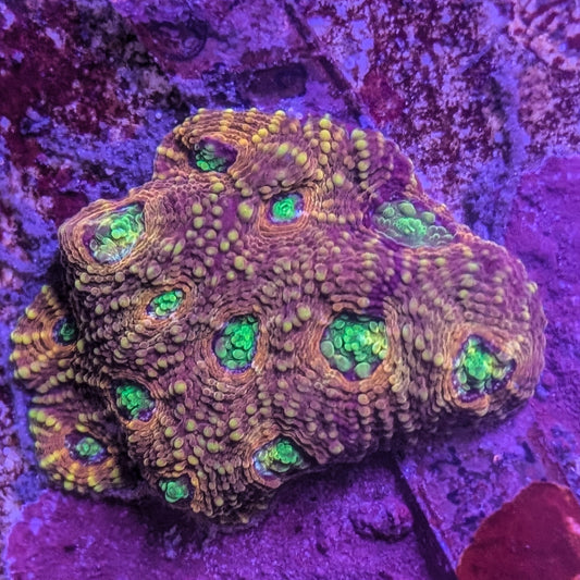 Acanthastrea echinata - Premium Acan Coral