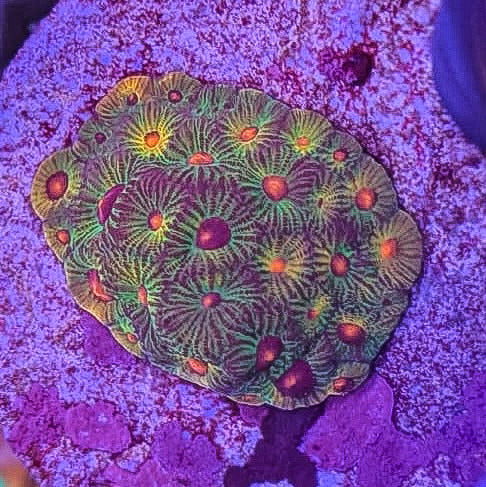 Fascination Favia Coral - Premium LPS Coral