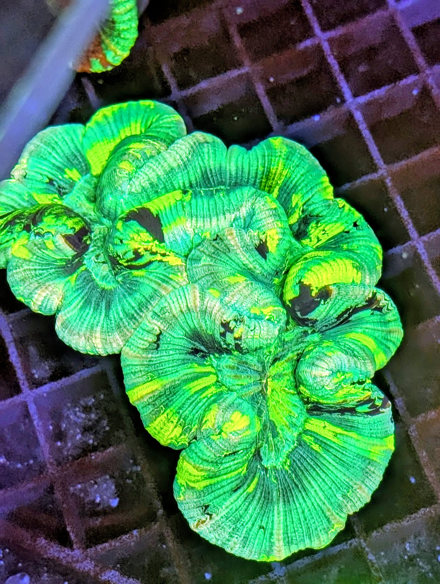 trachyphyllia geoffroyi Ultra