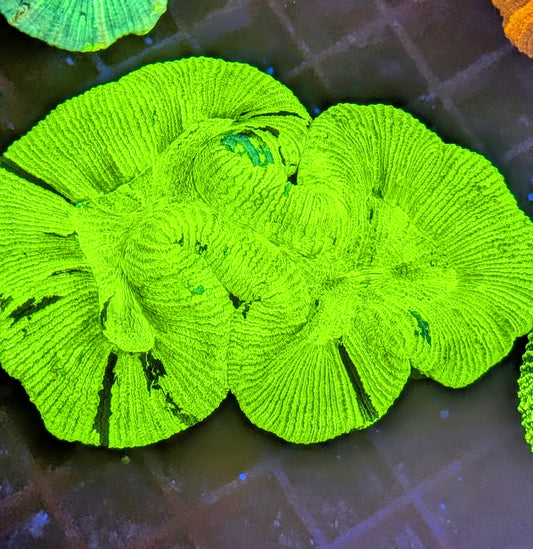 Ultra Neon Trachyphyllia Geoffroyi