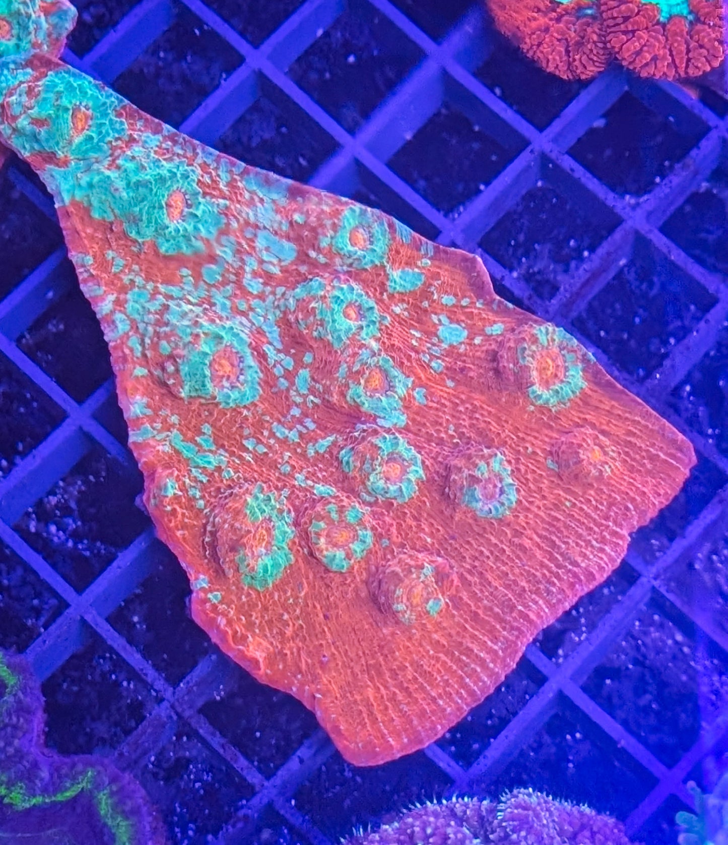 Goku Ultra Chalice coral top-down view showing vibrant multicolor pattern and intense coloration"