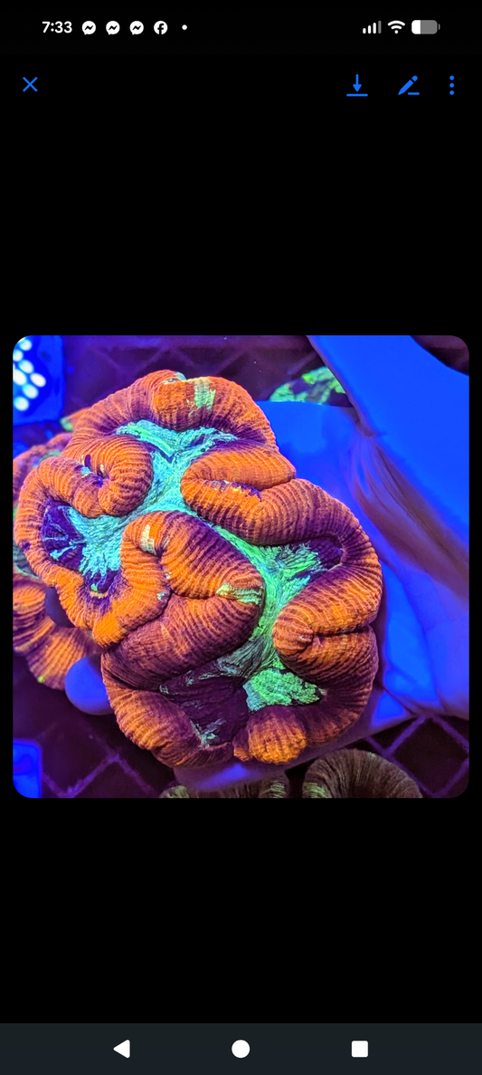 Premium Ultra Rainbow Trachyphyllia geoffroyi