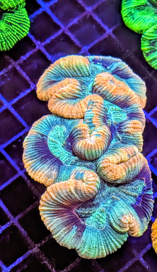Ultra Peach Rainbow 🌈 trachyphyllia geoffroyi