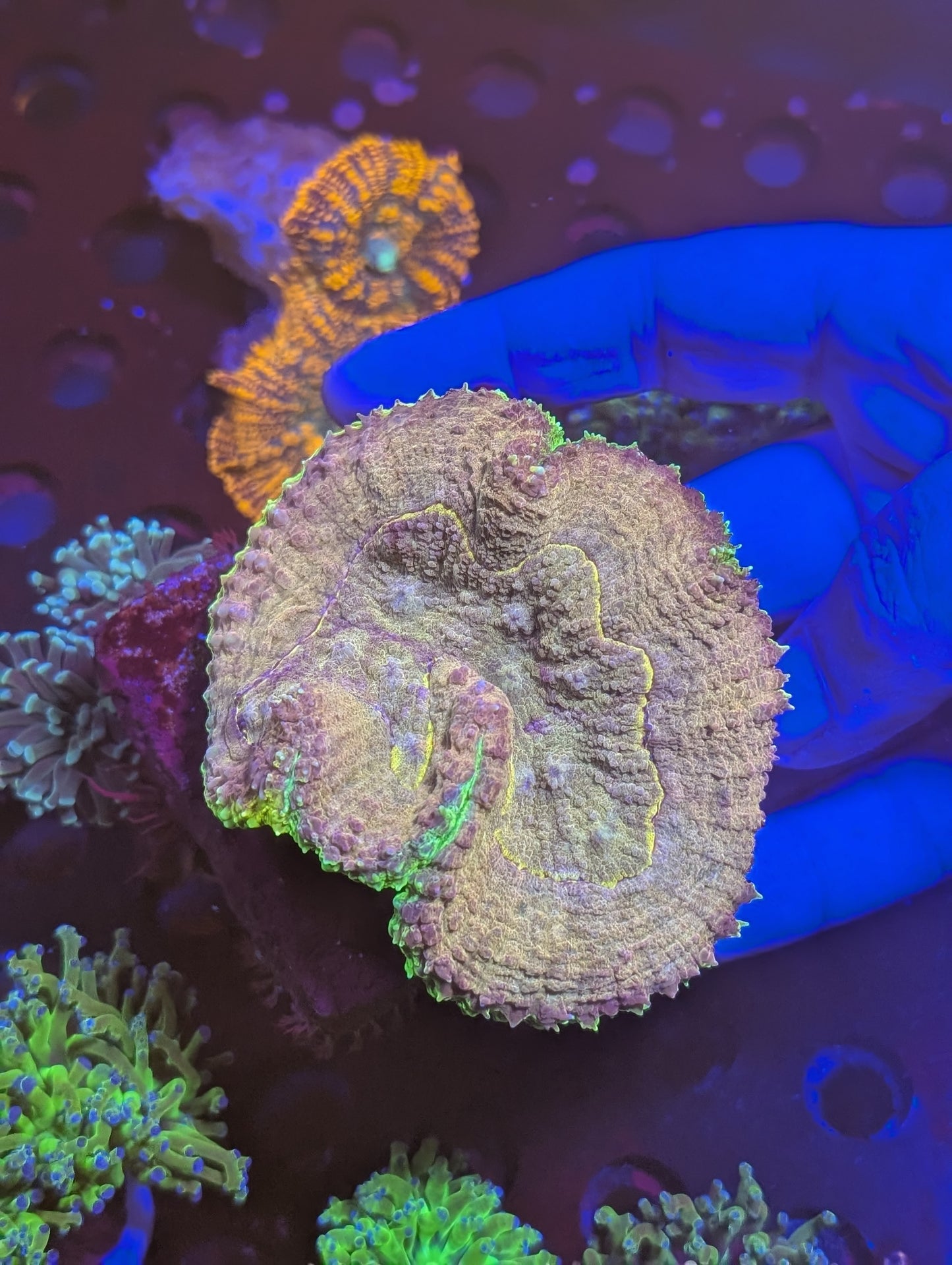 Gold and Green Symphillia Coral