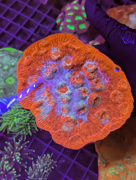 Beautiful large Australian chalice