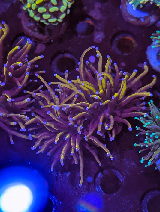 24k Gold torch coral double head