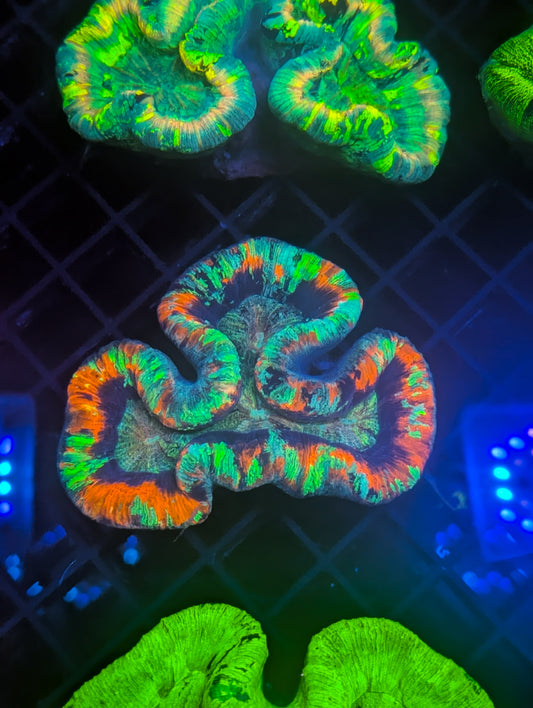 Rainbow trachyphyllia geoffroyi