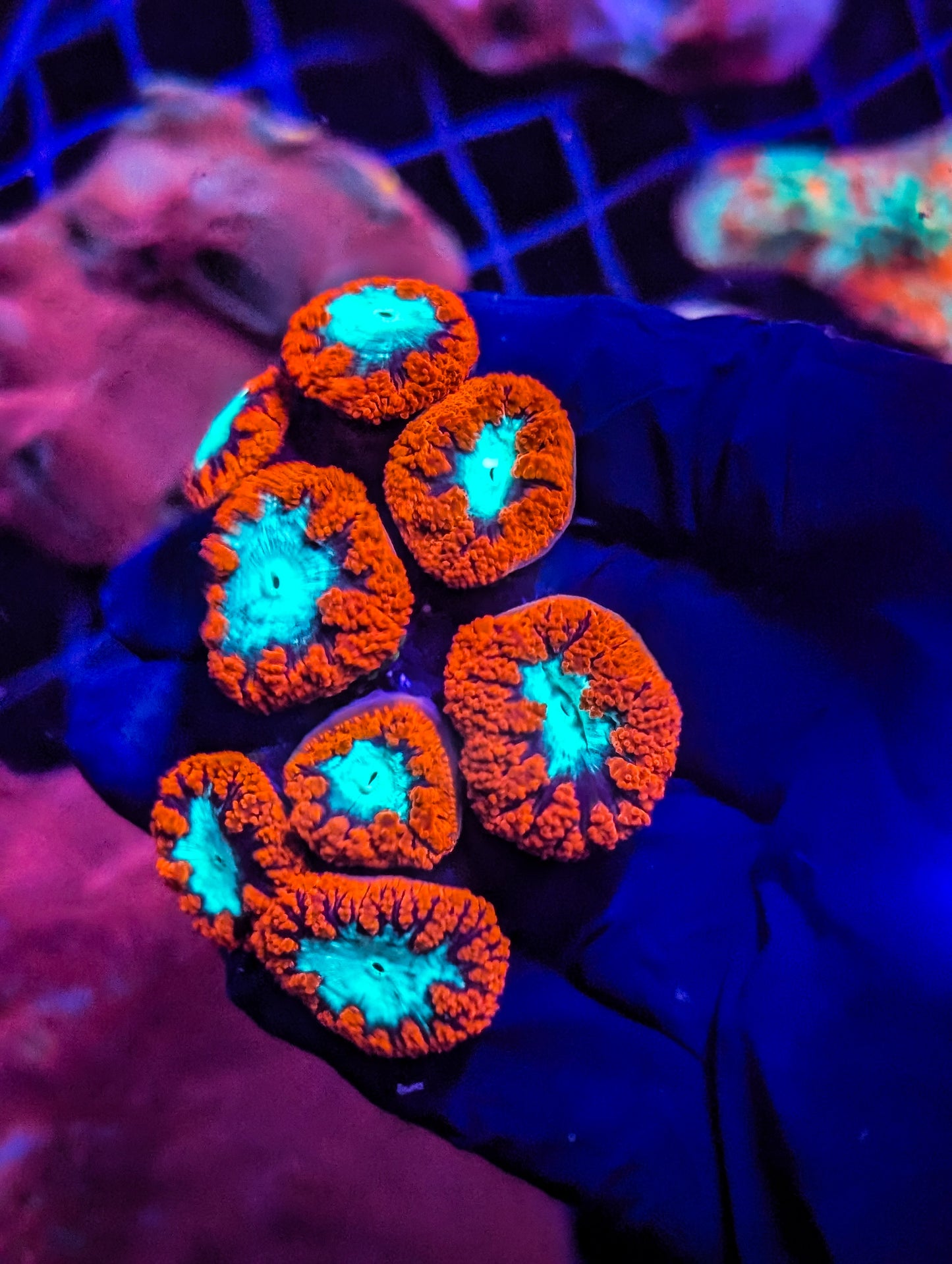 Blastomussa wellsi mini colony LPS