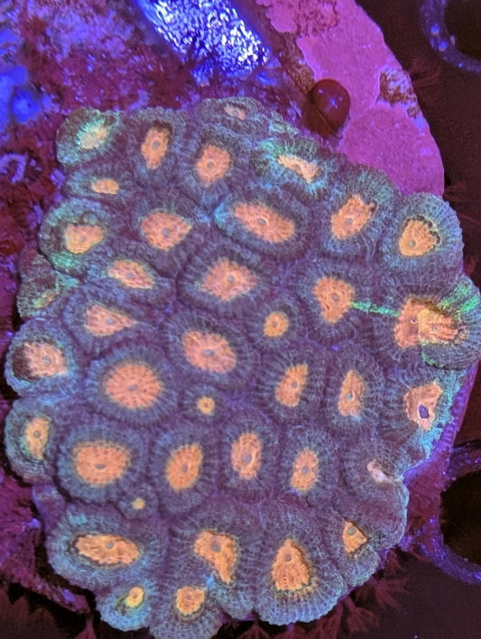 Pastel Favia LPS Coral - Mother Colony - Premium UK Specimen