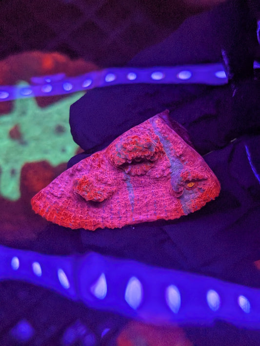 Pink panther Ultra Australian Chalice Coral WYSIWYG