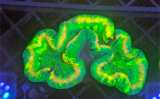 trachyphyllia geoffroyi Ultra