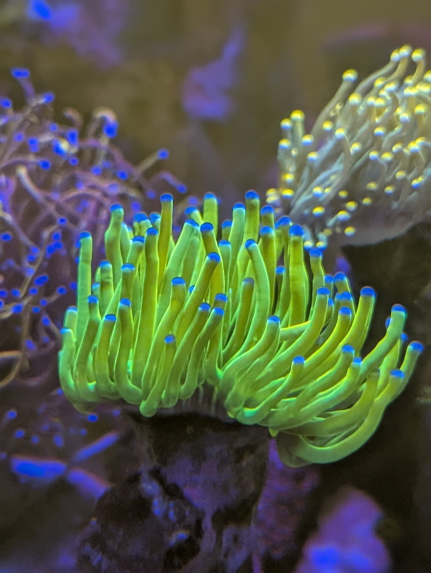 Ultra Grail Torch coral 😍