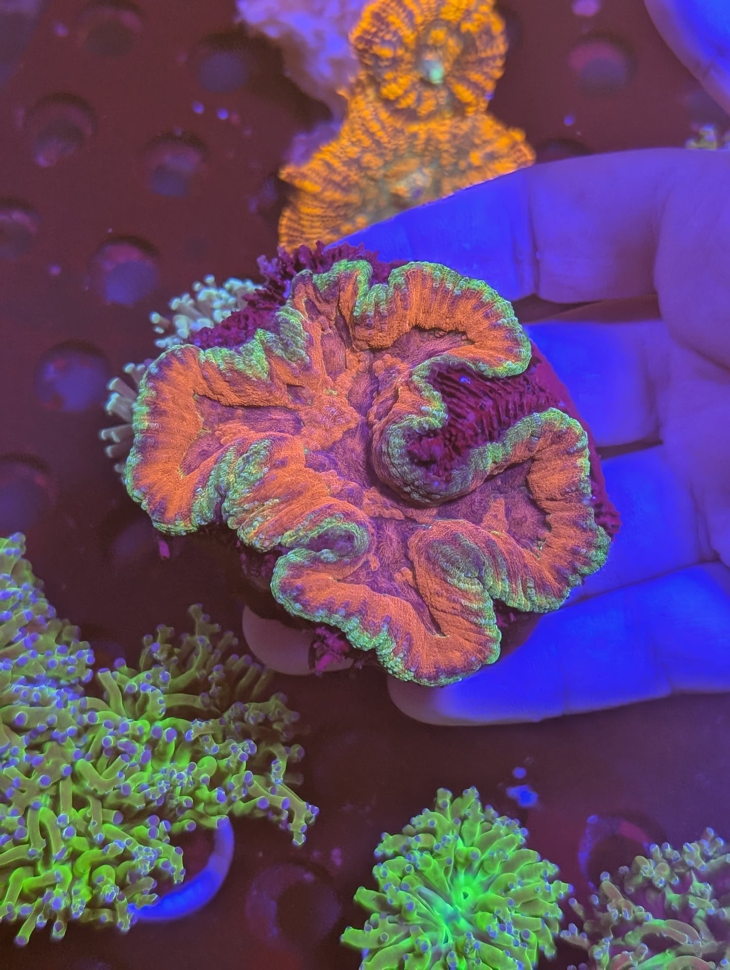 Superman Symphyllia LPS coral