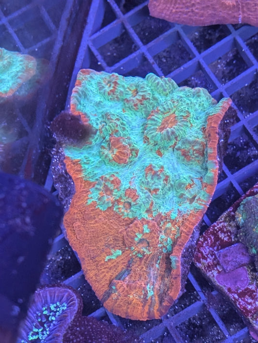 Goku Ultra Chalice coral top-down view showing vibrant multicolor pattern and intense coloration"