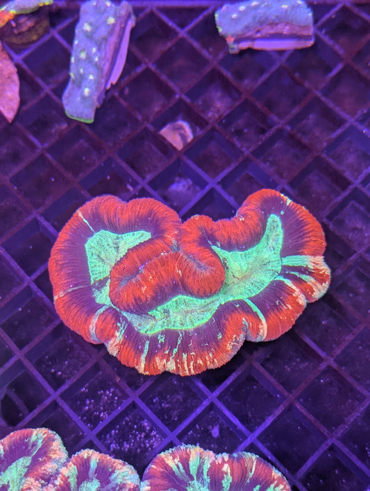 Ultra Rainbow trachyphyllia geoffroyi