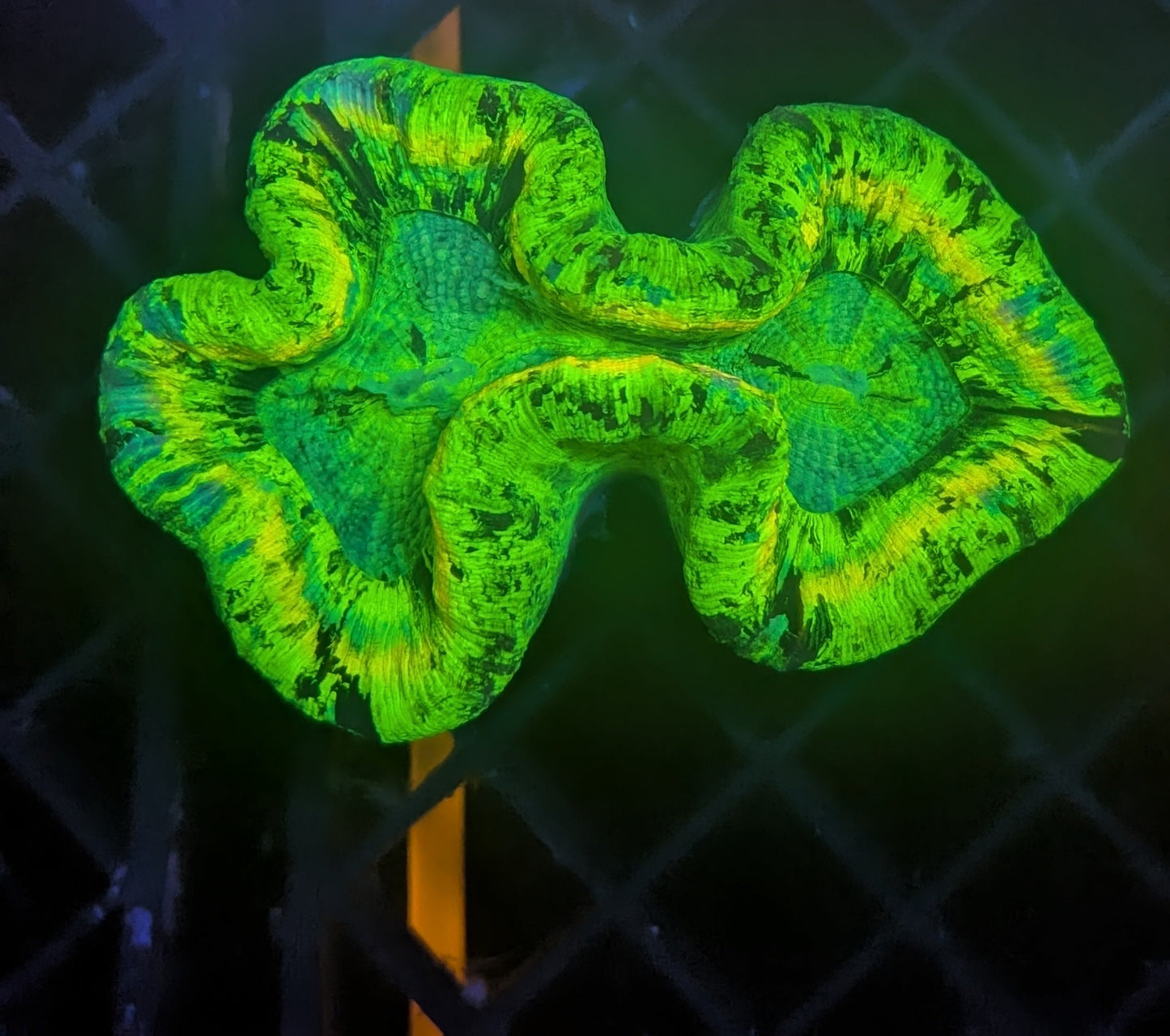 trachyphyllia geoffroyi Ultra