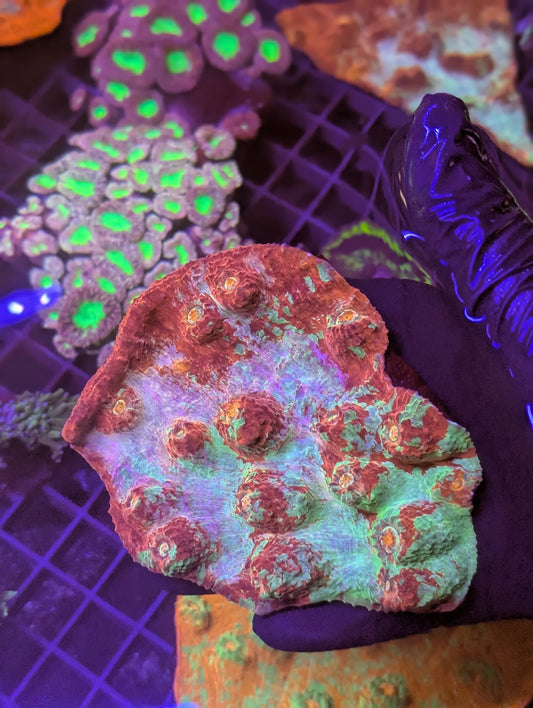 Large Rainbow Australian chalice coral